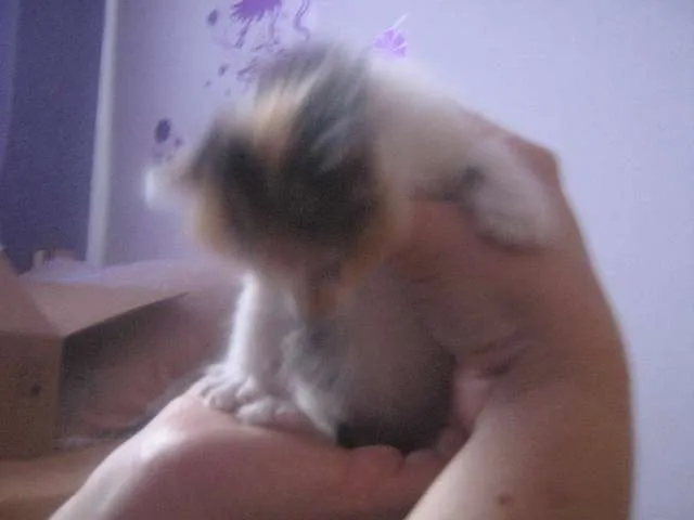 Gato ra a Siamês idade 2 a 6 meses nome Nina e Lola