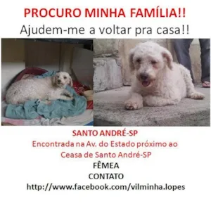 Cachorro raça SRD idade 2 anos nome Perdida