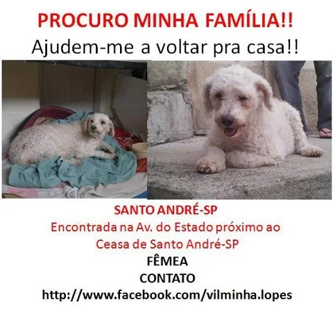 Cachorro ra a SRD idade 2 anos nome Perdida