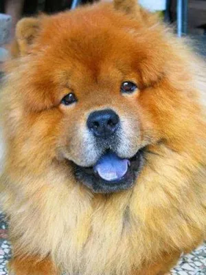 Cachorro raça Chow Chow idade 1 ano nome sem nome