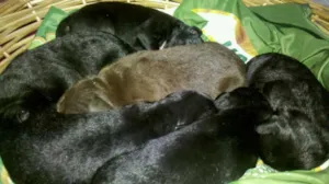 Cachorro raça SRD idade 2 a 6 meses nome BEBES