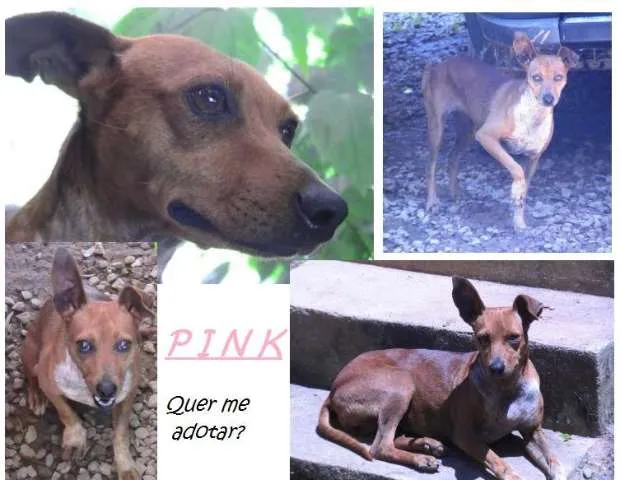 Cachorro ra a Pinscher idade 3 anos nome Pink