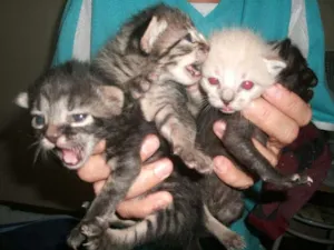 Gato raça Vira Lata idade 2 a 6 meses nome Belinha, Neginha, J