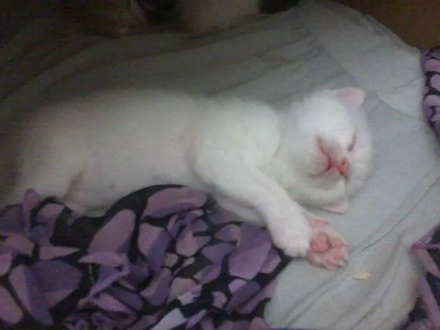 Gato ra a  idade Abaixo de 2 meses nome Loop