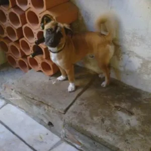 Cachorro raça SRD idade 2 anos nome Sem nome