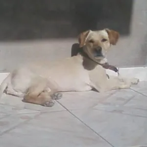 Cachorro raça Labrador idade 2 a 6 meses nome LABRADOR