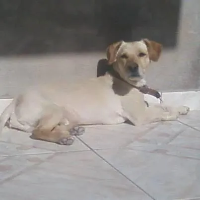 Cachorro ra a Labrador idade 2 a 6 meses nome LABRADOR