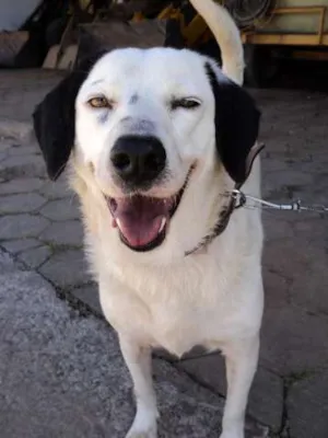 Cachorro raça SRD idade 6 ou mais anos nome Nina