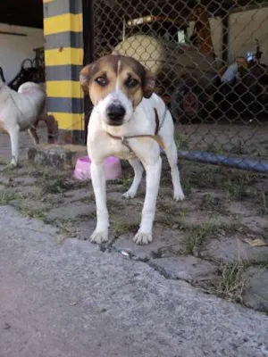 Cachorro raça SRD idade 5 anos nome Banzé