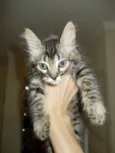 Jango