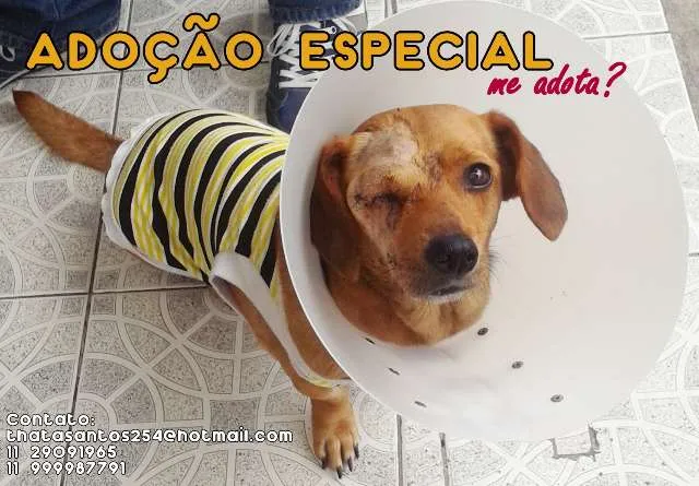Cachorro ra a Basset idade 3 anos nome Glorinha
