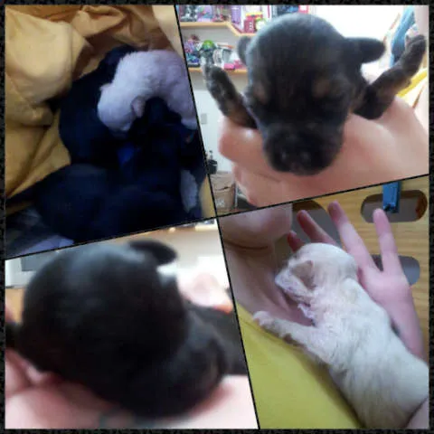 Cachorro ra a SRD idade Abaixo de 2 meses nome iris/thor/toby/atila