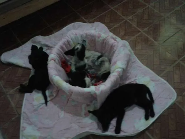 Cachorro ra a SRD idade Abaixo de 2 meses nome Ameliée