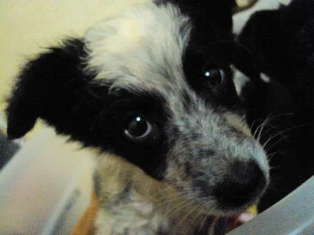 Cachorro ra a SRD idade Abaixo de 2 meses nome Ameliée