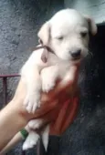 ERIC