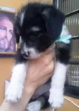 ASTOR