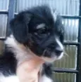 ASTOR