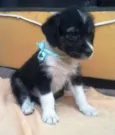 ASTOR