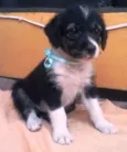 ASTOR