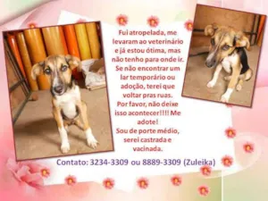 Cachorro raça SRD idade 2 a 6 meses nome Me Adote