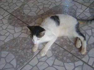 Gato raça SRD idade 2 a 6 meses nome Pipoca