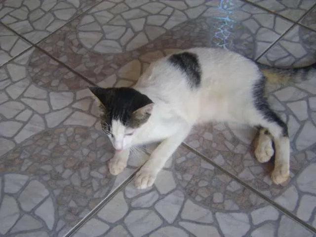 Gato ra a SRD idade 2 a 6 meses nome Pipoca