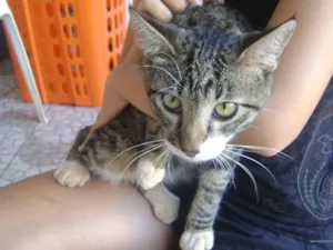 Gato raça SRD idade 7 a 11 meses nome Listrado