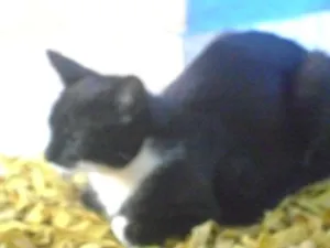 Gato raça SRD idade 1 ano nome Frajola