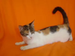 Gato raça SRD idade 1 ano nome Aurora