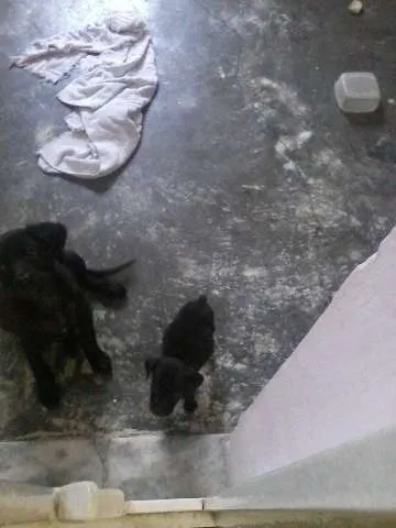 Cachorro raça SRD idade Abaixo de 2 meses nome Pretinho