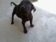 Pretinho