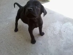Cachorro raça SRD idade Abaixo de 2 meses nome Pretinho