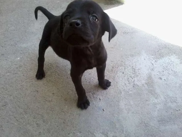 Cachorro raça SRD idade Abaixo de 2 meses nome Pretinho