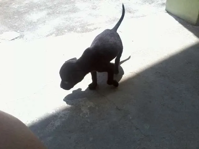 Cachorro raça SRD idade Abaixo de 2 meses nome Pretinho