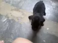 Pretinho