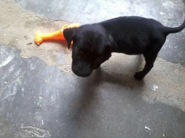 Cachorro raça SRD idade Abaixo de 2 meses nome Pretinho