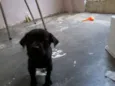Pretinho