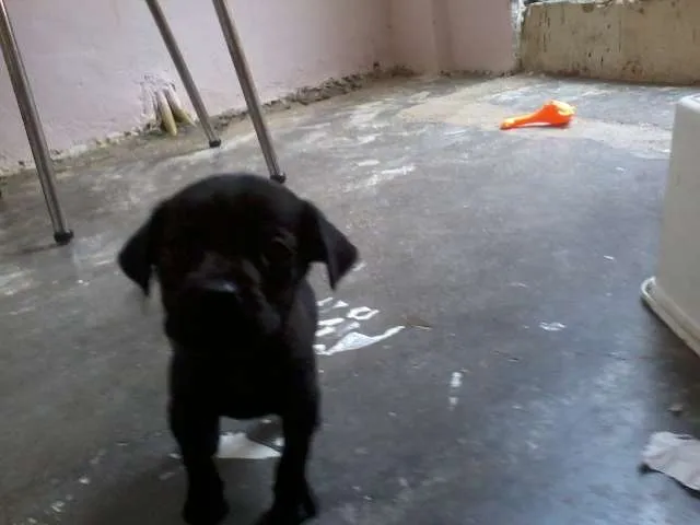 Cachorro raça SRD idade Abaixo de 2 meses nome Pretinho