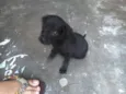 Pretinho