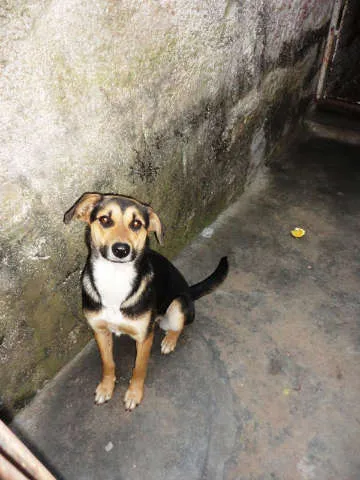 Cachorro ra a Vira-lata/Rolltivaller idade 1 ano nome Iris
