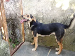 Cachorro raça Vira-lata/Rolltivaller idade 1 ano nome Iris