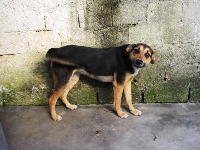 Cachorro ra a Vira-lata/Rolltivaller idade 1 ano nome Iris