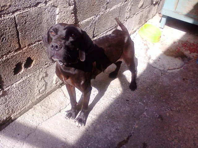Cachorro ra a Fila idade 4 anos nome Nega