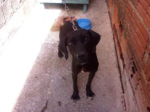Cachorro raça Fila idade 4 anos nome Nega