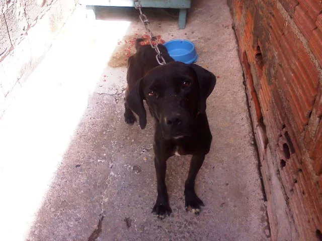 Cachorro ra a Fila idade 4 anos nome Nega