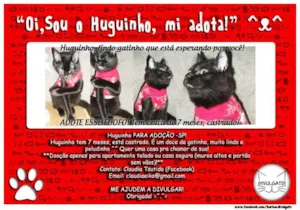 Gato raça SRD idade 7 a 11 meses nome Huguinho
