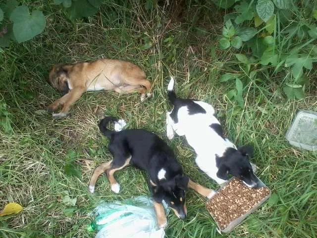 Cachorro ra a SRD idade 2 a 6 meses nome Sem nomes