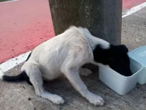 Cachorro raça SRD idade 2 a 6 meses nome Sem nomes