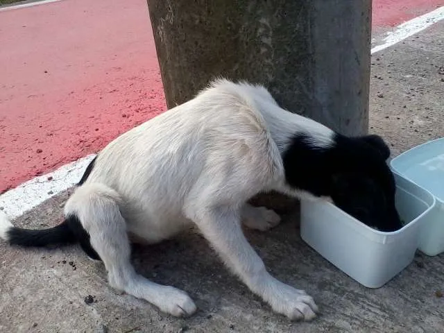 Cachorro ra a SRD idade 2 a 6 meses nome Sem nomes
