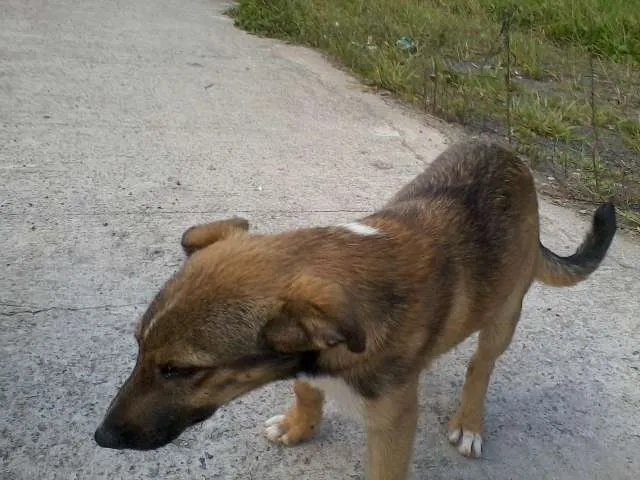 Cachorro ra a SRD idade 2 a 6 meses nome Sem nomes